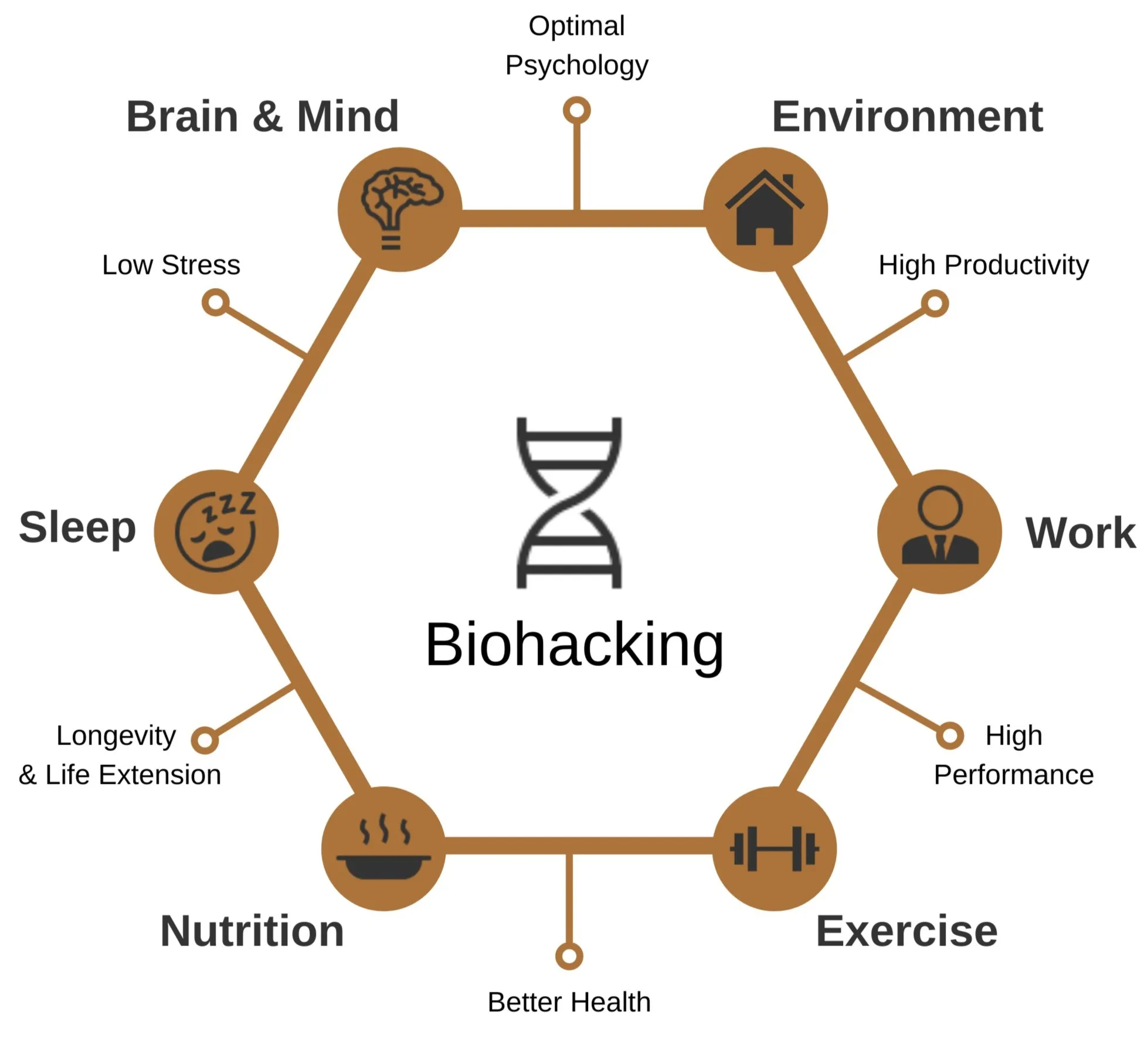 Hexagonal diagram with a DNA helix labelled Biohacking at the centre, surrounded by six life domains — Brain & Mind, Environment, Work, Exercise, Nutrition and Sleep — and six outcomes set around the perimeter: optimal psychology, high productivity, high performance, better health, longevity and life extension, and low stress.