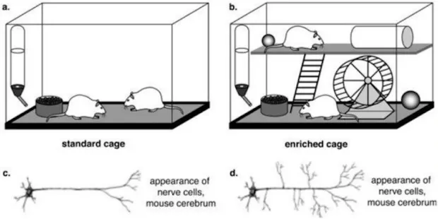 Four-panel figure contrasting a standard mouse cage with a stimulus-enriched cage containing toys, a ladder and a running wheel, and below, the appearance of nerve cells in the mouse cerebrum — sparse dendritic branching for the standard environment versus much richer branching for the enriched one.