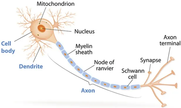 Labelled diagram of a neuron showing the cell body, dendrites, nucleus, mitochondrion, myelin sheath, nodes of Ranvier, Schwann cells, the axon, a synapse and the axon terminals.