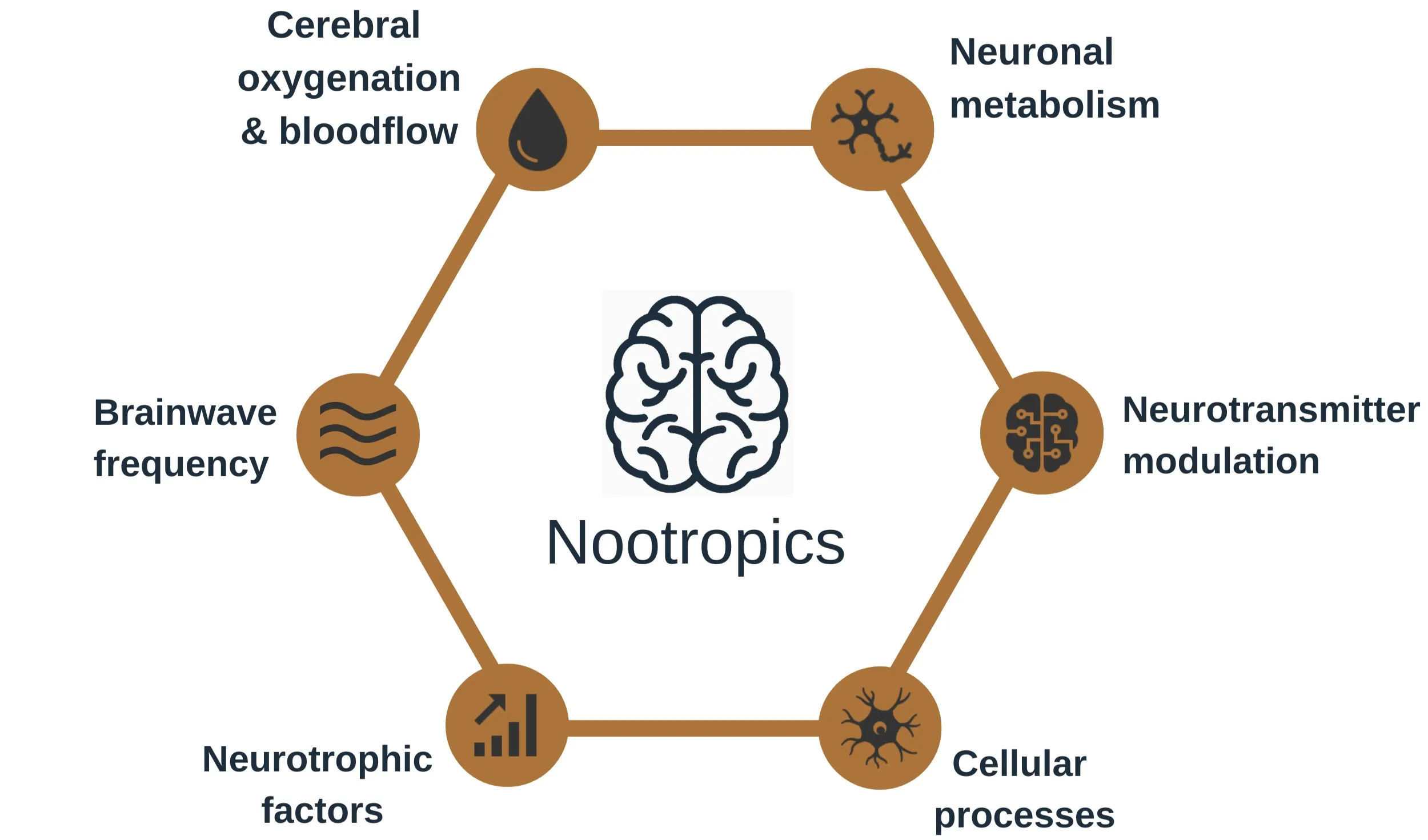 Hexagonal diagram with a brain labelled Nootropics at the centre and the six ways nootropics work at each corner: cerebral oxygenation and bloodflow, neuronal metabolism, neurotransmitter modulation, cellular processes, neurotrophic factors and brainwave frequency.
